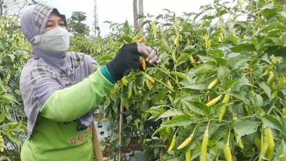 Jelang Ramadhan, Harga Cabai Rawit Ditingkat Petani di Temanggung Naik 50 Persen