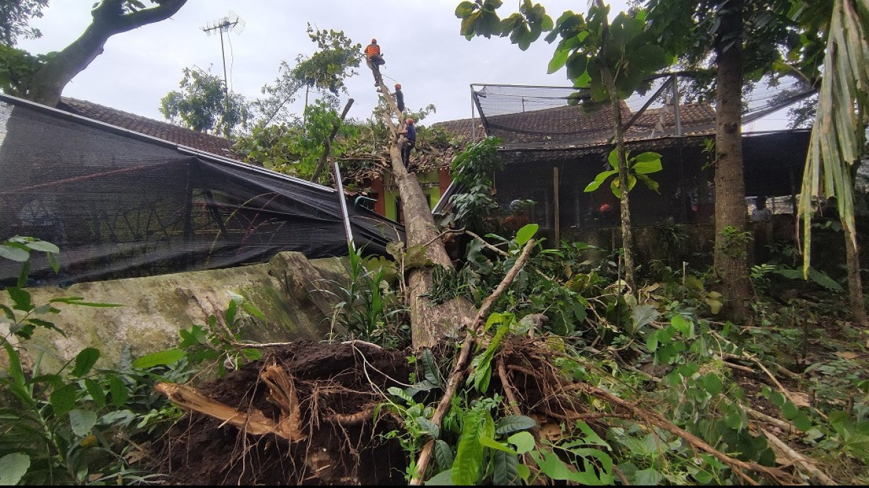 Angin Kencang Sebabkan Pohon Tumbang Timpa Bangunan Sekolah di Blitar, Belajar Mengajar Dipindahkan
            - galeri foto