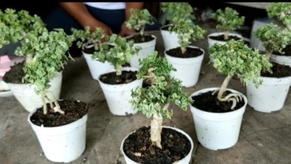 Bonsai Mini Mulai Dilirik, Kini Tembus Ekspor