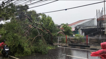 Pohon Tumbang Tutupi Jalan Raya Bogor Kramat Jati Akibat Hujan Deras