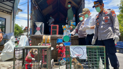 Dikembalikan ke Habitatnya, Puluhan Monyet Ekor Panjang Milik Para Pekerja Topeng Monyet di Madiun Diserahkan ke BKSDA