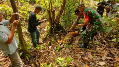Seusai Ternak Dimangsa Harimau, Pentani di Aceh Timur Malah Jadi Tersangka