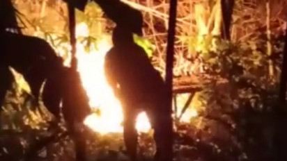 Evakuasi Dramatis, Akhirnya Sarang Tawon Vespa Dibakar oleh Petugas Damkar