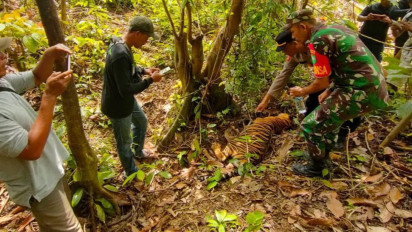 Usai Ternak di Mangsa Harimau, Petani di Aceh Timur Malah Jadi Tersangka