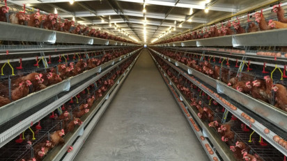 Waspada Zoonosis Akibat Flu Burung, Dinkes Sumut Ingatkan Ini