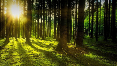 Perpres 5/2025: Hutan Negara di Bawah Kendali Tegas, Penertiban Besar Dimulai!