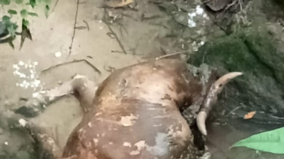 3 Ekor Lembu Milik Warga Tapanuli Selatan Diduga Dimangsa Harimau