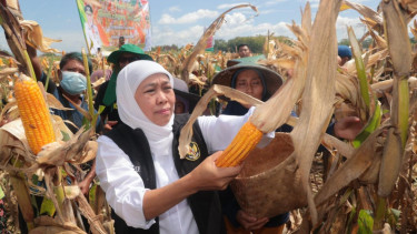 Gubernur Khofifah Panen Jagung Reog 234 Kualitas Unggul, Tahan Cuaca Ekstrem di Ponorogo                      n