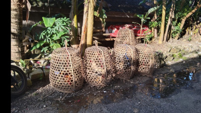 Terganggu Suara Kokokan Ayam, Belasan Turis di Bali Kirim Petisi ke Kantor Camat