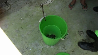 Petugas Damkar Tangkap Delapan Anakan Ular Cobra yang Bersarang di Septic Tank Rumah Warga di Gresik