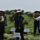 Lepas Pasokan Bawang Merah ke Ibukota Jakarta, Mentan SYL dan Wamendag Panen Raya di Brebes
