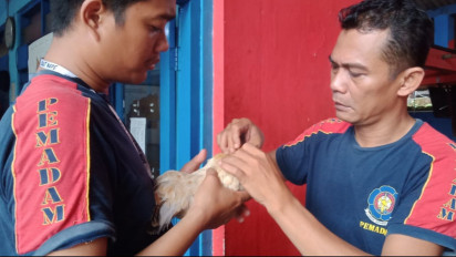 Ayam Kate Telan Mata Kail Pancing, Tim Damkarmat Kota Yogyakarta Lakukan Operasi Kecil