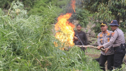 Polres Aceh Barat Gerebek Ladang Ganja di Kawasan Hutan Lindung Nagan Raya, 32 Hektare Ladang Ganja Berhasil Dimusnahkan