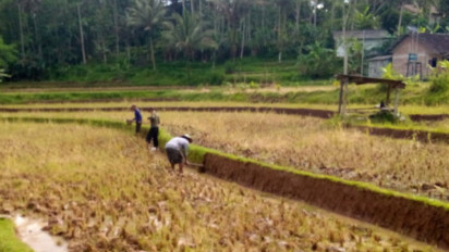 Sosialisasi Dinkes Pacitan Soal Leptospirosis Tak Berjalan, 90 Persen Petani di Sawah Tak Gunakan Pelindung Diri