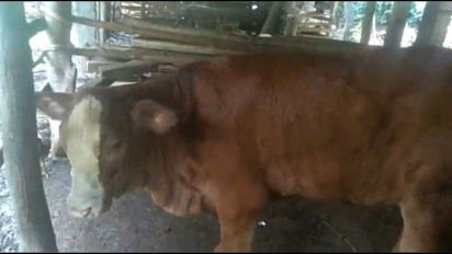 Penyakit Lumpi Skin Disease Mulai Menjangkit Sapi di Blitar