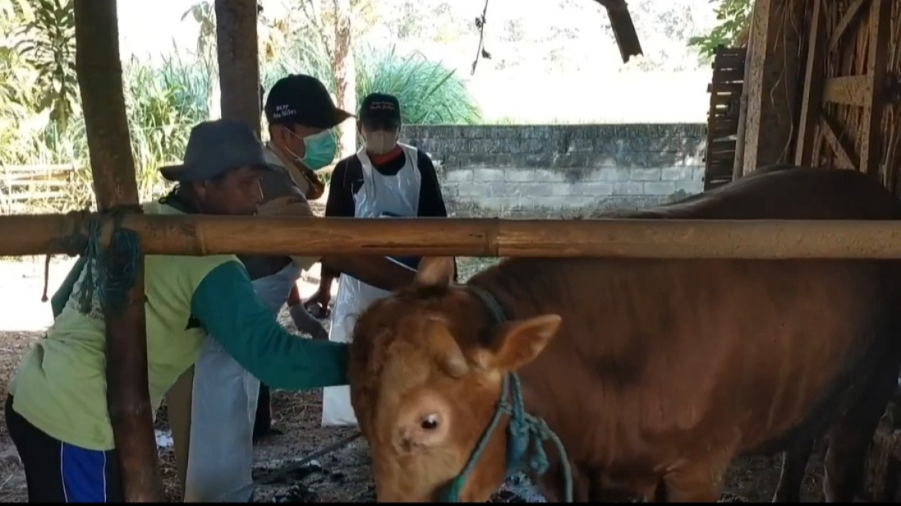 9 Sapi Terjangkit Lumpy Skin Disease (LSD), Dinas Peternakan dan Perikanan Blitar Gencar Lakukan Vaksin
            - galeri foto
