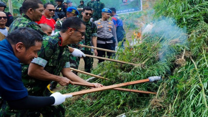 Wow! 4 Hektar Ladang Ganja di Lhokseumawe Dimusnahkan, BNN RI: Ini Sebagai Menyambut HUT KE-21