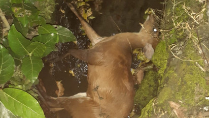 Kecelakaan Motor vs Rusa di Sleman, Pengendara Luka Berat