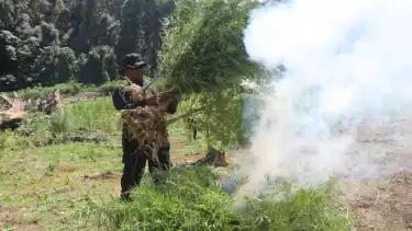 Petugas sedang memusnahkan ladang ganja.
