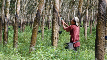 Gugur Daun Akibatkan Produksi dan Ekspor Karet di Sumut Turun