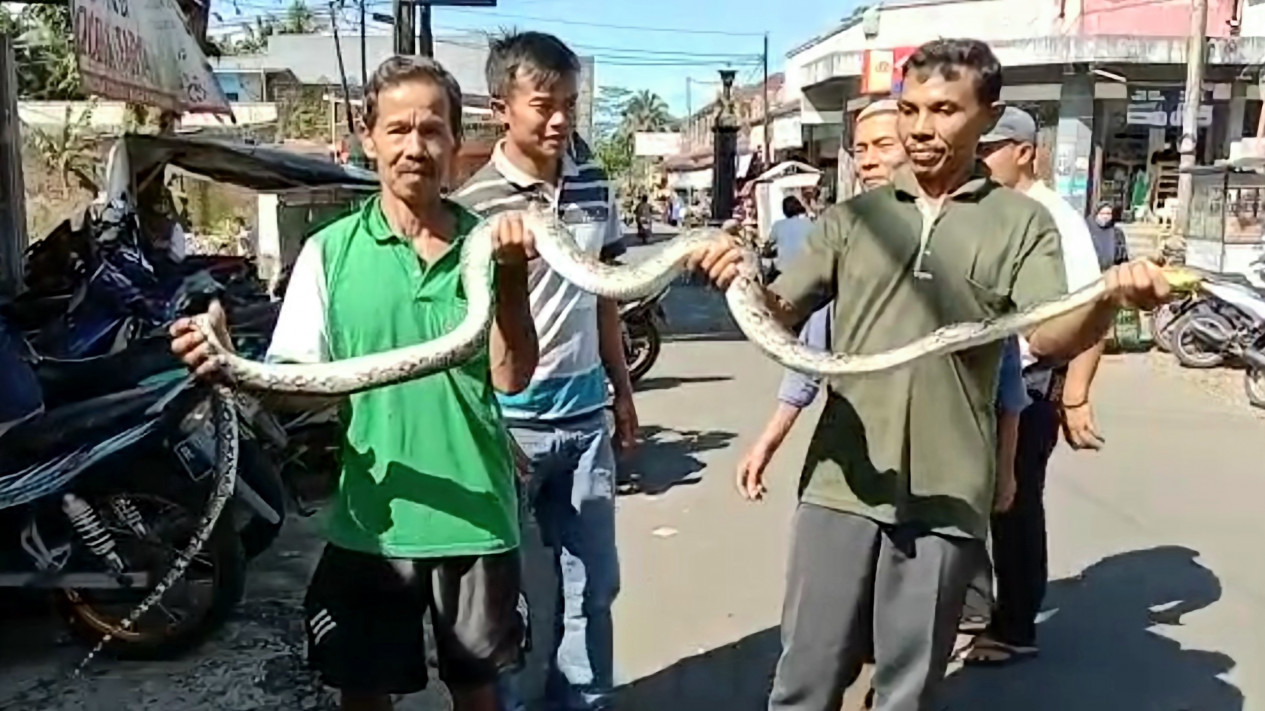 Heboh Ular Piton Masuk Pasar di Purbalingga, Ramai-Ramai Ditangkap Warga
            - galeri foto