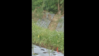 Ratusan Kera Liar Rusak Puluhan Hektar Lahan Pertanian Warga di Temanggung