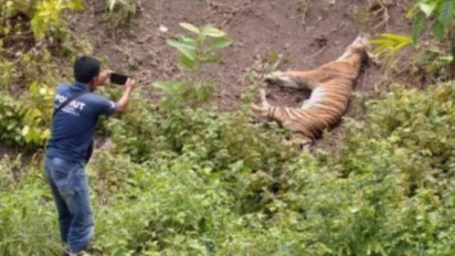 Diduga Terkena Jeratan Babi, Seekor Harimau Sumatera Ditemukan Mati di Aceh Selatan