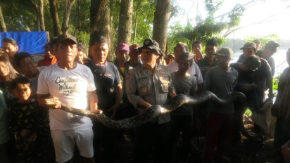 Ular Phyton Pemangsa Ternak Sepanjang 4 Meter, Berhasil Ditangkap Warga di Tepi Danau Ranu Pakis Lumajang