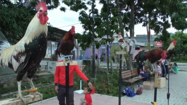 Pertunjukan Ayam Ketawa Mengundang Tawa Warga