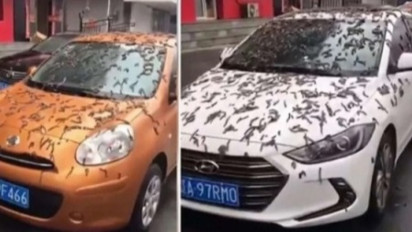 Viral Hujan Cacing di China Bikin Merinding, Fakta atau Hoax?