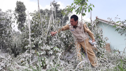 Ratusan Hektar Tanaman Pertanian di Boyolali Terdampak Abu Merapi