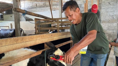 LSD Menyebar, Peternak Sapi di Blitar Resah karena Trauma Penyakit PMK