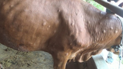 Penyakit Kulit Lumpy Skin Disease Serang Sapi di Jombang, Peternak Pilih Menjual Lebih Awal