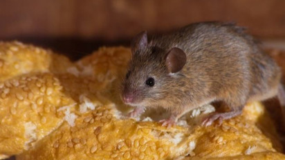 Ternyata Penyakit Leptospirosis Tidak Hanya Disebabkan Kencing Tikus, Apa Saja Hewan yang Bisa Menjadi Penyebab Leptospirosis?