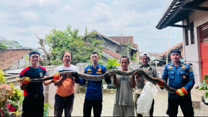 Personel Damkar Evakuasi Ular Sanca Sepanjang 4 Meter di Dalam Saluran Air Kamar Mandi
