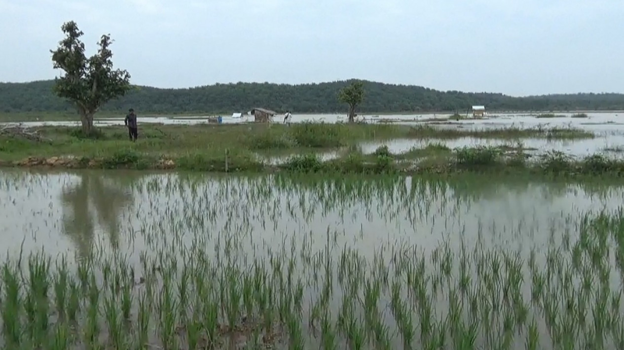 Sungai Batanghari Meluap, Puluhan Hektar Lahan Petani dan Rumah Warga Terendam Banjir
            - galeri foto