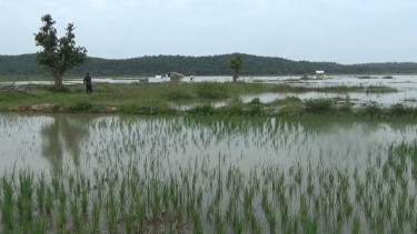 Sungai Batanghari Meluap, Puluhan Hektar Lahan Petani dan Rumah Warga Terendam Banjir