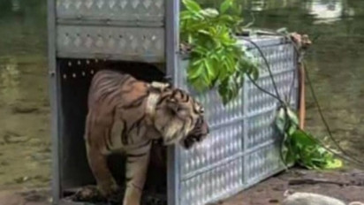 Dua Harimau Sumatera, Citra dan Surya Ditemukan Mati di Hutan RKE