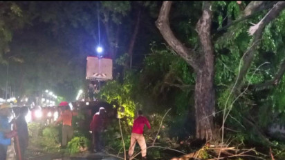 Pohon 14 Meter Tumbang di Jalan Utama Kota Padang