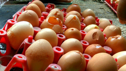 Harga Telur Mahal, Warga Purbalingga Berburu Telur Retak Langsung ke Peternakan