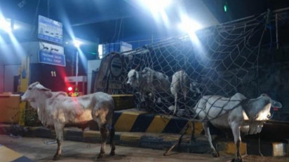 Viral Sapi Berlarian di Ruas Jalan Bandara Soetta Berujung Penjagalan