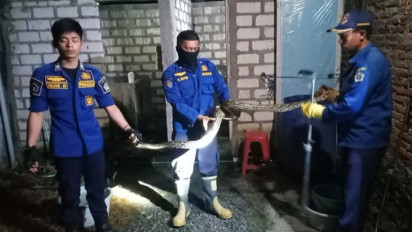 Astaga ! Ular Sanca Sepanjang 2 Meter Lebih Tiba- tiba Bergelantungan di Atap Kamar Mandi, Pemilik Rumah Ketakutan