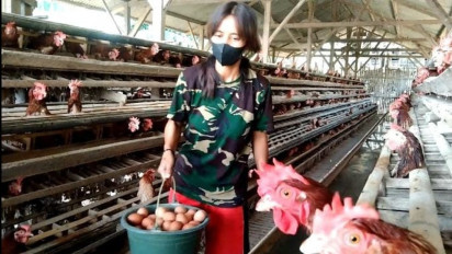 Harga Telur semakin Tinggi, Ini Penyebabnya