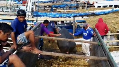 90 Ekor Kerbau Jantan Dikirim ke Tana Toraja Melalui Pelabuhan Badas Sumbawa