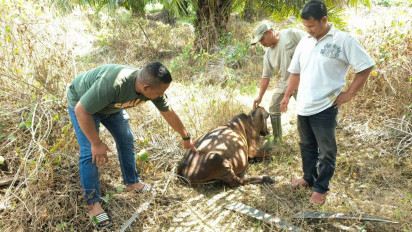 Harimau Serang Sapi di Banda Alam, Ditemukan Luka Bekas Gigitan