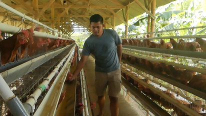 Harga Telur Melambung di Temanggung, Peternak Jamin Ketersediaan Telur Ayam Cukup Hingga Lebaran