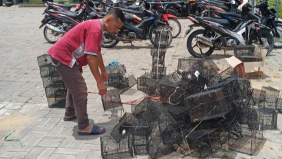 Positif RDT di Angka 0, Leptospirosis di Pacitan Zero Kasus