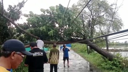 Hujan Deras Disertai Angin Kencang Sebabkan Pohon Tumbang di Sejumlah Titik di Lamongan