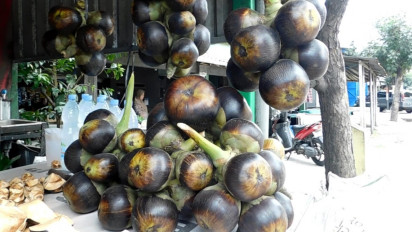 Mereguk Segarnya Buah Siwalan, Buka Puasa pun Terasa Nyaman