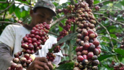 Tingkatkan Produktifitas, DKPPP Temanggung Sarankan Kopi Tumpang Sari dengan Jahe